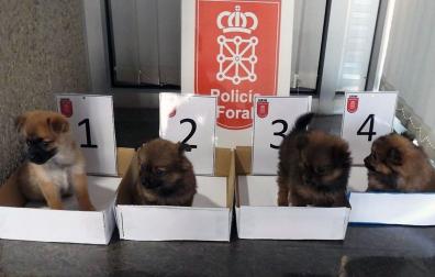 cachorros