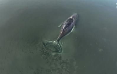 ballena