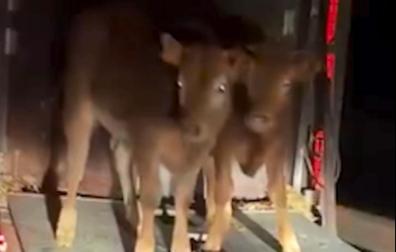 Los dos becerros salieron del camión y caminaron por la autopista