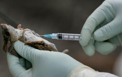 Agentes de control de vectores del condado de San Diego (EE UU) analizan ratones en la Reserva Estatal Torrey Pines para detectar el hantavirus