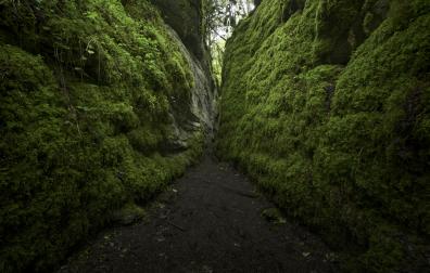 Barranco de Obantzea, la jungla navarra