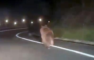 Un oso ha sido grabado esta pasada noche de sábado por un conductor que circulaba en la carretera que une las localidades de Ochagavía y Ezcároz, en el valle de Salazar.