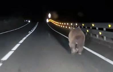 Vídeo del joven ejemplar de oso pardo que ha sido avistado este domingo de madrugada en la carretera entre Ezcároz y Ochagavía, la NA-140.