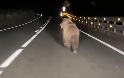 Oso corriendo por la carretera entre Ochagavía y Ezcároz, en la madrugada del domingo 14 de junio de 2026. Pantallazo de un vídeo grabado por vecinos. DN