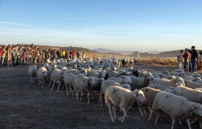 Tradicional acto de entrada de los rebaños de ovejas a Bardenas Reales