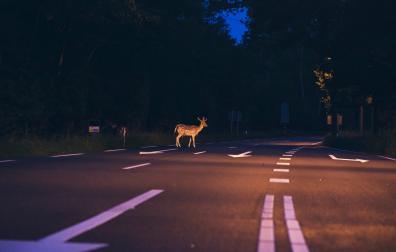 Hasta el 30 de septiembre se habían contabilizado 731 sucesos de atropellos a animales en nuestro país