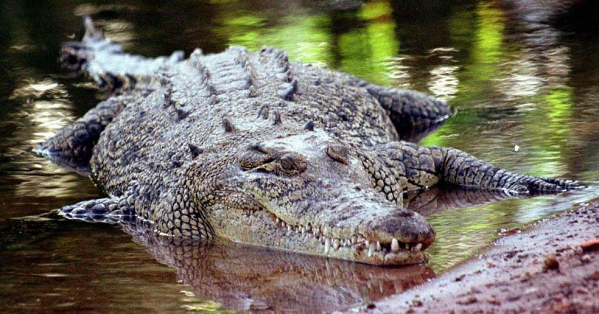 El cocodrilo más grande del mundo está en Filipinas