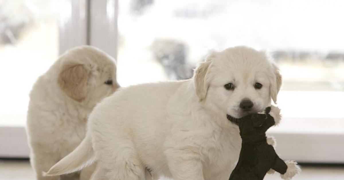 son todos los golden retrievers estupidez