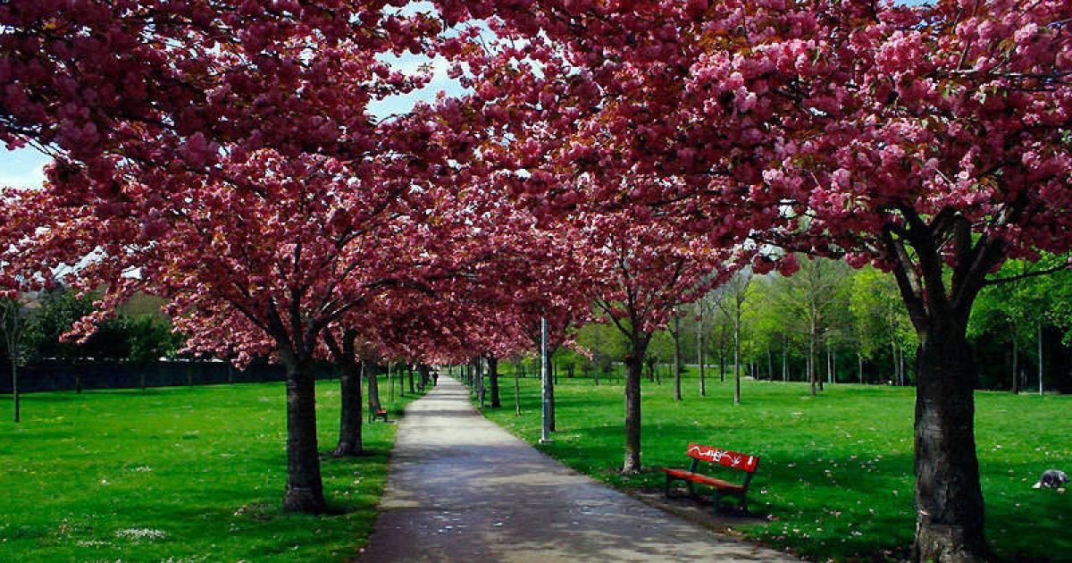 Los cerezos japoneses del parque de Irubide, árboles del año en la Chantrea