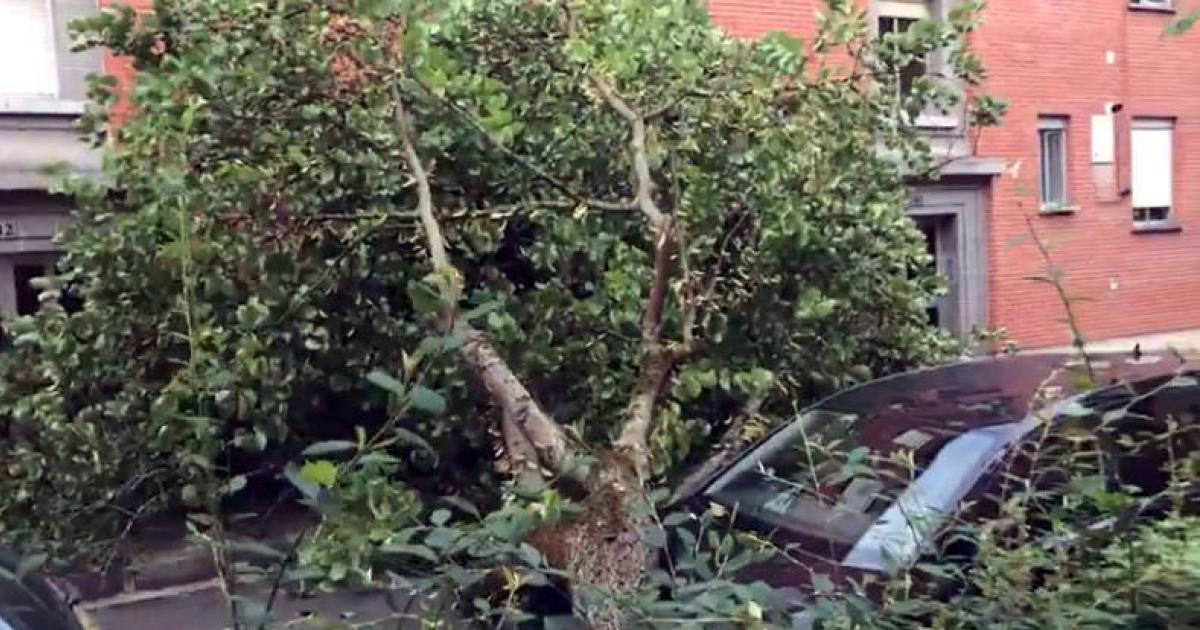 Un Arbol Cae Sobre Un Coche En Grupo San Pedro En Pamplona Noticias De Pamplona En Diario De Navarra