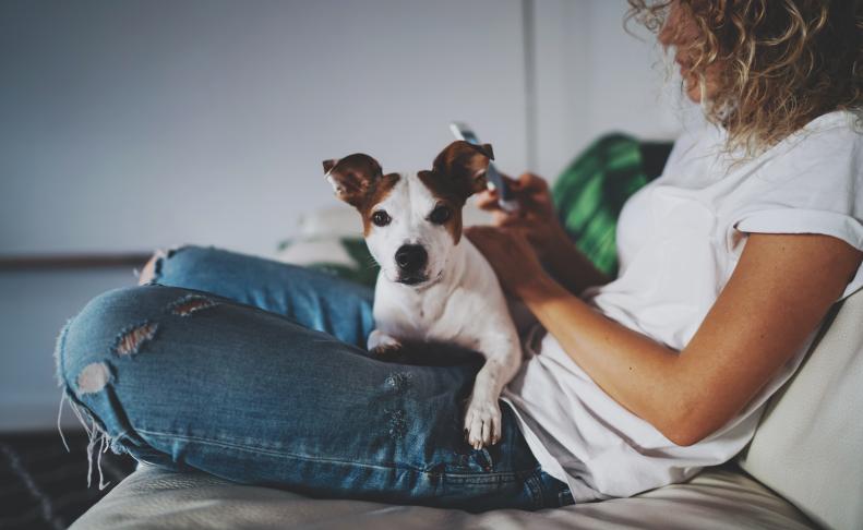 A partir del 29 de septiembre todos los perros, sin excepción, deben de estar asegurados.