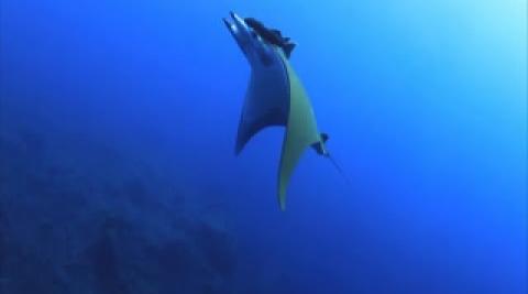 Fondos marinos en El Hierro