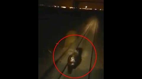 Una locomotora persigue a un oso en Rusia