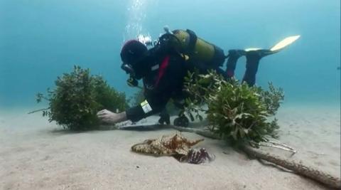 Un refugio marino para sepias y calamares