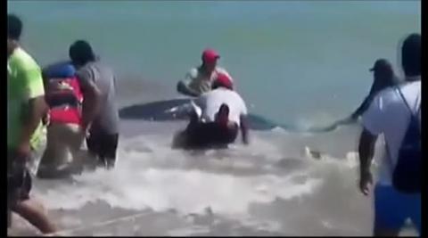 Rescate contra reloj de un tiburón ballena en Perú Rescate contra reloj de un tiburón ballena en Perú
