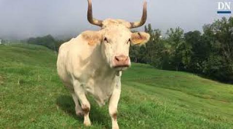 Una vaca pirenaica de una tonelada para la Subasta de Elizondo Una vaca pirenaica de una tonelada para la Subasta de Elizondo