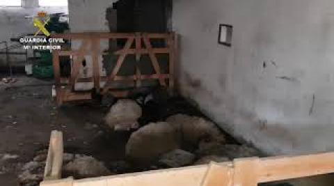 Vídeo: Imputado en Alsasua por ocupar una granja y tener animales en mal estado Vídeo: Imputado en Alsasua por ocupar una granja y tener animales en mal estado