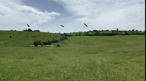 Buitres en el valle de Odieta Buitres en el valle de Odieta
