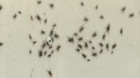 Vídeo: Invasión de telas de araña en Australia Vídeo: Invasión de telas de araña en Australia
