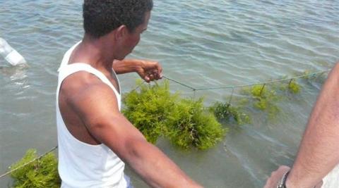 Cultivos del alga roja Kappaphycus alvarezii en Panamá para la producción de kappa-carrageno (proyecto financiado por la AECID 2007-2010)