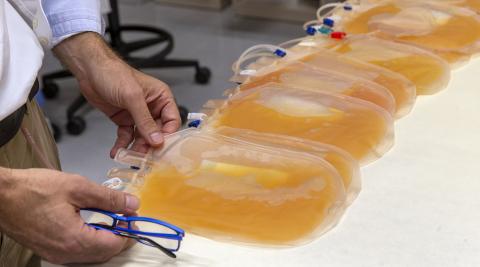 Una remesa de bolsas de plaquetas reposan en el Banco de Sangre y Tejidos de Navarra, tratadas con una solución de conservación