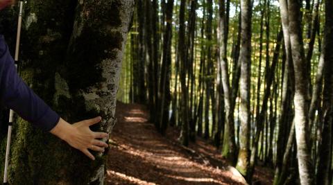 Selva de Irati 2 Los múltiples senderos naturales fascinan a todos los miembros de la familia