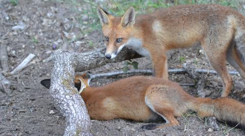 La pareja fue captada a menos de dos kilómetros de Idocin La pareja fue captada a menos de dos kilómetros de Idocin