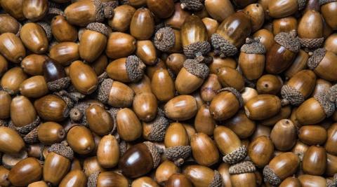 Bellotas Bellotas