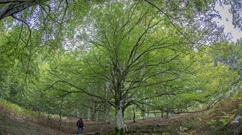 Belate Bosques de Belate