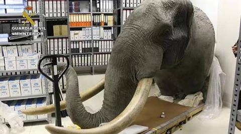 Cabeza de elefante recuperada en Pamplona en marzo de 2019