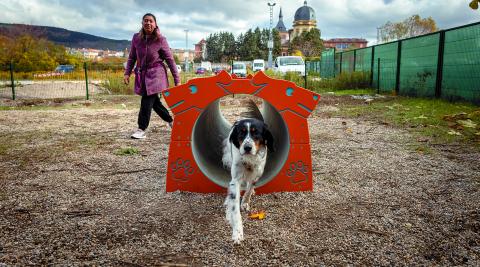 Un perro recorre los diferentes elementos del circuito Un perro recorre los diferentes elementos del circuito