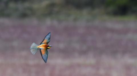 2-ElvuelodelAbejaruco 'El vuelo del abejaruco' se ha llevado el 2º premio absoluto de la edición de este año