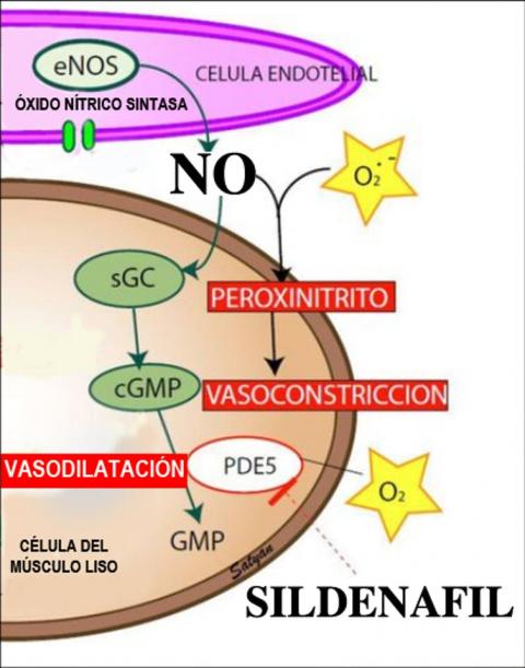 Esquema de la función del óxido nítrico (NO) como vasodilatador desde el endotelio hacia las células del músculo liso y el efecto sinérgico del sildenafilo. Adaptado de Golombek (Neoreviews, 2017) por M. Jiménez. Golombek, et al (2017) Neoreviews (2017) 1 Esquema de la función del óxido nítrico (NO) como vasodilatador desde el endotelio hacia las células del músculo liso y el efecto sinérgico del sildenafilo. Adaptado de Golombek (Neoreviews, 2017) por M. Jiménez. Golombek, et al (2017) Neoreviews (2017) 18 (5): e327–e344.