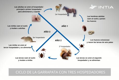 Ciclo de la garrapata Ciclo de la garrapata