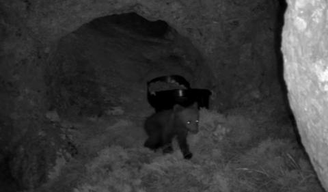 osezno Las cámaras colocadas a la entrada de la cueva en la que se refugió una osa, que se despeñó en la Montaña Palentina tras el ataque de un macho que resultó muerto, han registrado los movimientos del osezno y confirmado que está vivo y en buen estado.