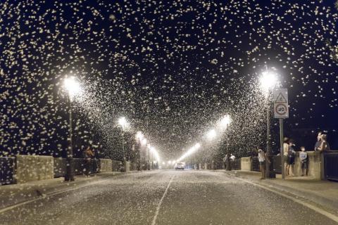 Miles de mariposas, en el puente del Ebro de Tudela el pasado mes de agosto.