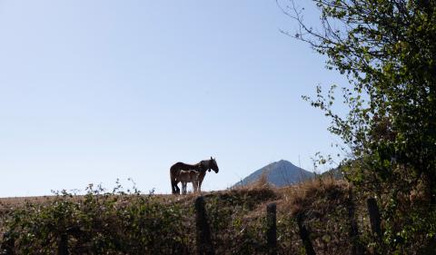 Una de las yeguas de Patxi Legarra, junto a su cría Una de las yeguas de Patxi Legarra, junto a su cría