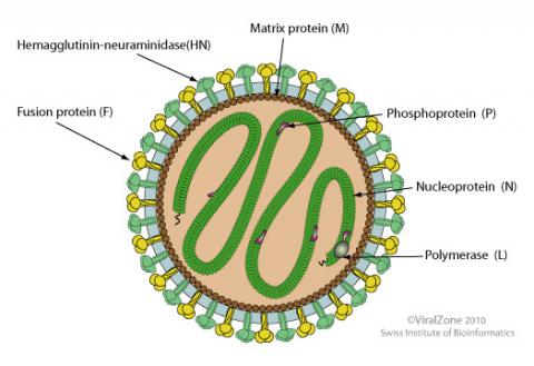 El género Henipavirus (de la familia Paramyxoviridae) está constituido por virus de ARN que poseen una cápside helicoidal, están rodeados de una envoltura y tienen un tamaño de unos 150 nm El género Henipavirus (de la familia Paramyxoviridae) está constituido por virus de ARN que poseen una cápside helicoidal, están rodeados de una envoltura y tienen un tamaño de unos 150 nm
