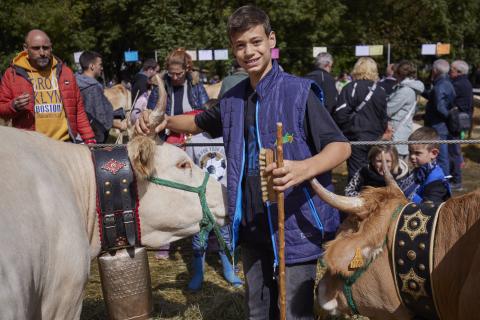 Elizondo. Matías Villar, 13 años, con las reses de su tío Ángel Michelena.