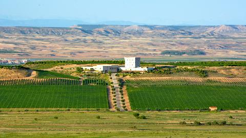 FInca Bolandin_ Pago de Cirsus Las variedades plantadas en Bodega Pago de Cirsus han sido cuidadosamente seleccionadas para que su adaptación genética fuese ideal en las condiciones de temperatura