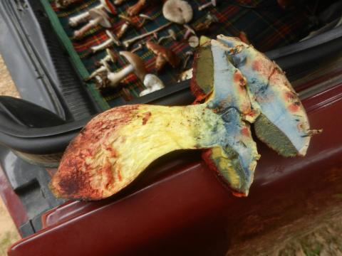Algunos miembros de los boletus se vuelven totalmente azules en contacto con el aire Algunos miembros de los boletus se vuelven totalmente azules en contacto con el aire