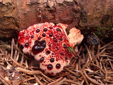 Aunque la seta que sangra (Hydnellum peckii) parece un merengue con mermelada de fresa, presenta mal sabor y no está recomendado su consumo Aunque la seta que sangra (Hydnellum peckii) parece un merengue con mermelada de fresa, presenta mal sabor y no está recomendado su consumo