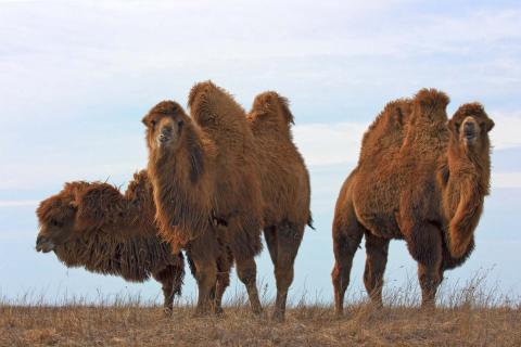 camellos bactrianos camellos bactrianos