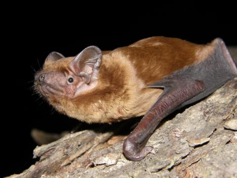 Juan Tomás Alcalde Imagen de un nóctulo mediano, especie de la que hay solo seis grupos en toda la Península Ibérica, uno de ellos en Pamplona y otro en Belascoáin.