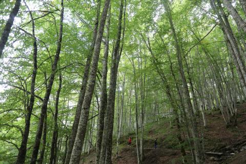 La Selva de Irati, uno de los tesoros naturales de Navarra