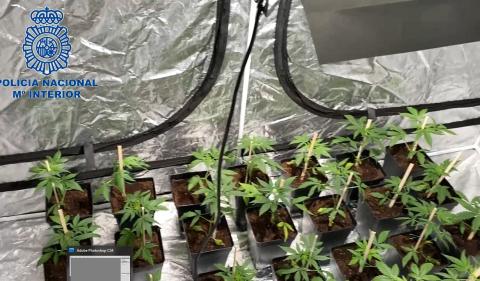 En el operativo de la Policía Nacional se ha detenido a un hombre de 55 años, que poseía una plantación de marihuana en su vivienda