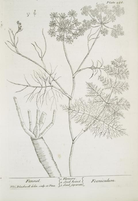 Ilustración de Elizabeth Blackwell, 1739