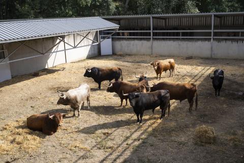 El hierro de Álvaro Núñez, que debutará el 9 de julio, llega con 9 toros