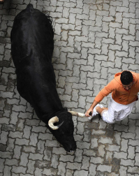 Tercer encierro de los Sanfermines 2011 protagonizado por toros de la ganadería Dolores Aguirre.