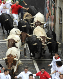 Tercer encierro de los Sanfermines 2011 protagonizado por toros de la ganadería Dolores Aguirre.